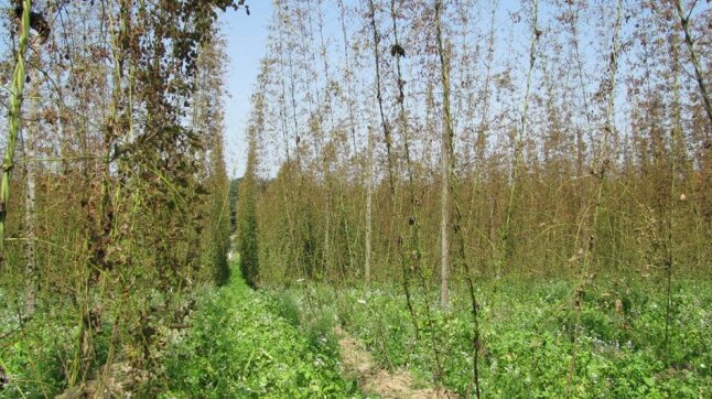 Blick in einen Bio-Hopfengarten mit extremem Spinnmilbenbefall. Die Hopfenreben sind rotbraun, haben kaum noch Laub und Dolden.