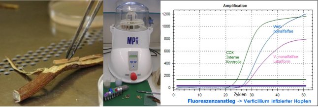 Rebe-Mühle-PCR-Vert-Test
