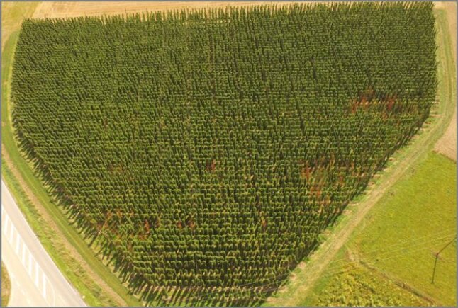 Hopfengarten mit leichtem Welkebefall, Drohnenbild eines Hopfengartens mit wenigen braunen Welke-Nestern