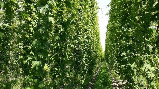 Blick in einen Bio-Hopfengarten. Die Hopfenreben sind grün und gesund.