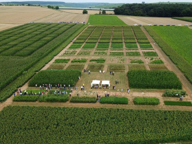 Luftaufnahme einer Versuchsfläche in Neuses am Berg mit den Kulturen Körnerhirse, Silomais und Future Crops
