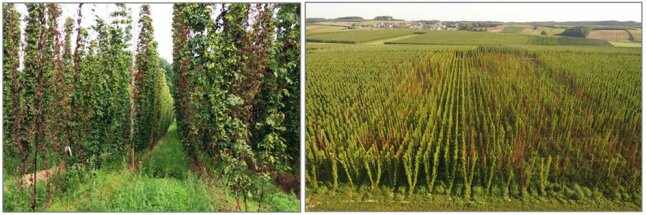 Blick in einen Hopfengarten mit verwelten Pflanzen (links); stark Welke-befallener Hopfengarten von oben (rechts)