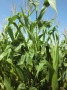 Maisanbau in Kombination mit Stangenbohnen