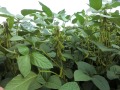 Sojapflanze mit deutlich ausgebildeten grünen Hülsen