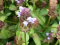 Prunella vulgaris Pflanze