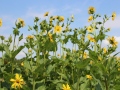 Pflanzenbestand mit gelben Blüten