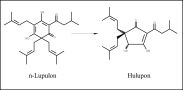 Aus den ß-Säuren entstehen durch Oxidation Hulupone