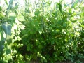 Ausgewachsener Feldbestand Mais-Stangenbohnen-Mischanbau