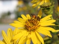 Nahaufnahme gelbe Blüte mit Biene