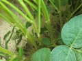 Sojapflanze mit bis zu 0,5cm langen behaaren Hülsen