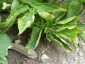 Kartoffelpflanze infiziert mit PLRV. Steil nach oben wachsende, sich nach innen einrollende Blätter mit hartem Blattrand.