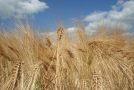 Sechszeilige Wintergerste  im Feld		