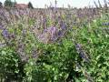 Salvia miltiorrhiza Pflanze