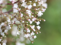 Blütenstand mit Blütenknospen, Blüten und Samen