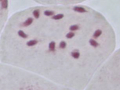 Diploide Zelle mit 14 angefärbten Chromosomen