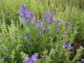 Scutellaria baicalensis Pflanze