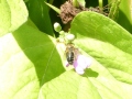 Stangenbohnenpflanze mit Blüte, auf der eine Biene sitzt