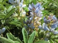 Blütenstand einer Lupine mit blauen Blüten