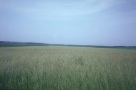 Wiesenschwingelbestand