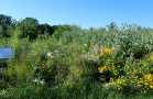 bunt blühende mannshohe Wildpflanzen