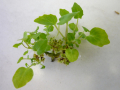 Pflanzencluster von jungen Pflanzen der in-vitro-Vermehrung