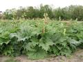 Rheum officinale blühender Bestand