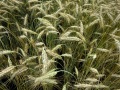 Sommertriticale