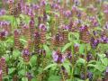 Prunella vulgaris Blütenstände