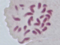 Tetraploide Zelle mit 28 angefärbten Chromosomen