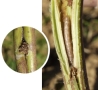 Collage: Raupe in geöffnetem Trieb, Ein- und Ausbohrstelle