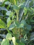 Nahaufnahme von Maispflanze mit Stangenbohnen-Bewuchs