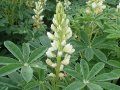 Blütenstand einer weißblühenden Lupine