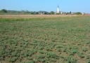 Feldparzellen mit Jungpflanzen