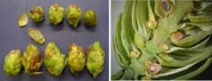 Collage: geschädigte, bräunliche Dolden; Querschnitt befruchtete Dolde mit Samen