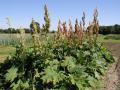 Rheum palmatum Pflanze