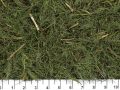 <i> Artemisia scoparia </i>