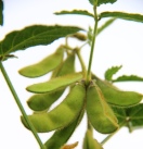 Einzelne Sojabohnenpflanze auf dem Feld mit gutem Hülsenansaz