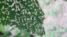 Hopfenblätter mit typischem ‚Schrotschuss-Muster‘ entstehen bei starkem Erdflohbefall