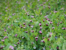 Acker mit violett blühenden Futtererbsenpflanzen
