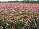 Sonnenhut, rosa blühender Bestand