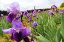 Feldbestand mit blauen Irisblüten
