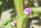 Sojabohnen Blüte (geöffnet, rosa)