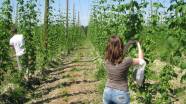 Raubmilben-Ausbringung im Hopfengarten Ende Mai