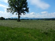 Grünlandbestand bei Willing, Landkreis Rosenheim