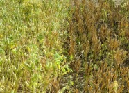 Pflanzen am Feld mit ausgebildeten Hülsen, welche mehr oder weniger braun verfärbt sind