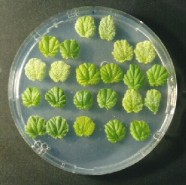 Blatt-Resistenztest mit jungen Blättern nach Beimpfung mit einem speziellen Mehltauisolat