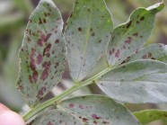 Typische Symptome der Schokoladenfleckenkrankheit an den Blättern von der Ackerbohne