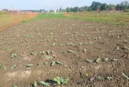 Reihen mit Bohnen-Jungpflanzen am Feld