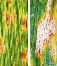 Symptoms of Tan spot (left) and Septoria tritici blotch (right) on wheat leaves
