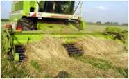 Mähdrescher bei der Ernte im Schwadruschverfahren